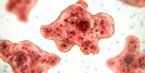 Image of brain-eating amoeba